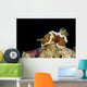 Brown-margin Glossodoris Nudibranch New Wall Decal