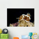 Brown-margin Glossodoris Nudibranch New Wall Decal