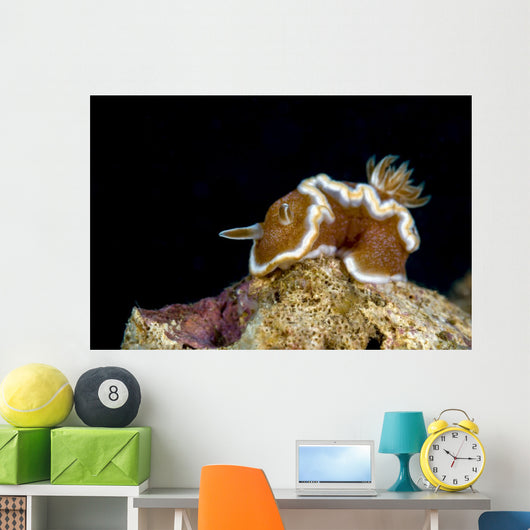 Brown-margin Glossodoris Nudibranch New Wall Decal