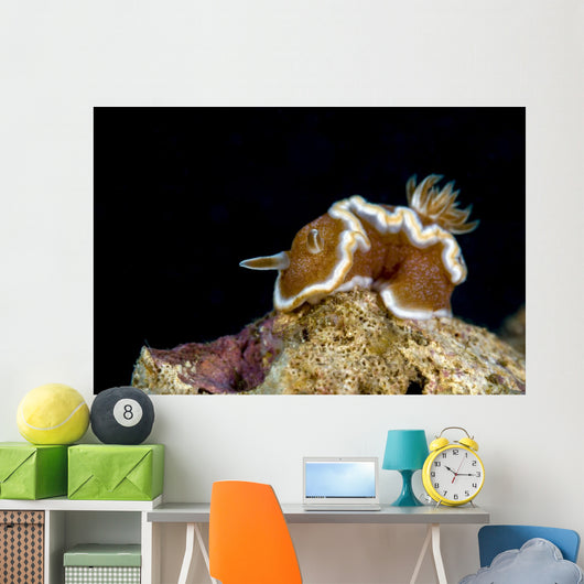 Brown-margin Glossodoris Nudibranch New Wall Decal