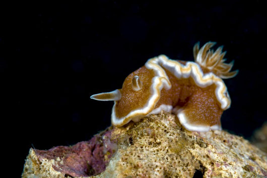 Brown-margin Glossodoris Nudibranch New Wall Decal