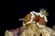 Brown-margin Glossodoris Nudibranch New Wall Decal