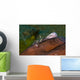 Holthus' Anemone Shrimp Cleaning Wall Decal