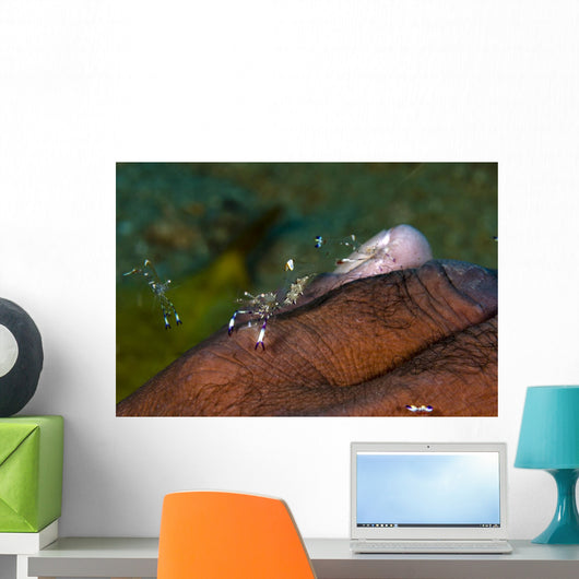 Holthus' Anemone Shrimp Cleaning Wall Decal