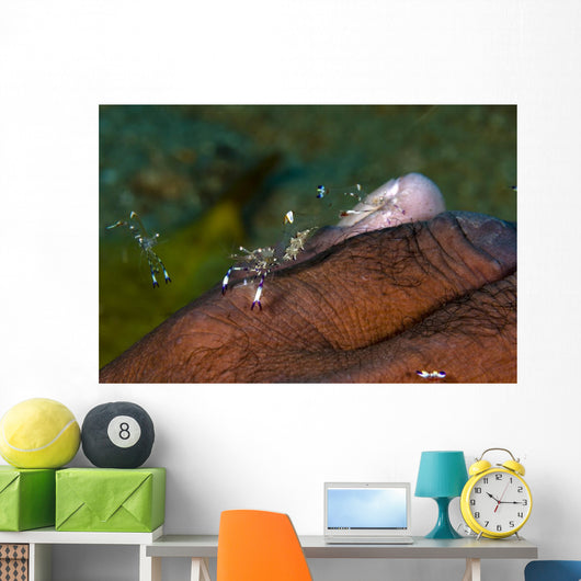 Holthus' Anemone Shrimp Cleaning Wall Decal