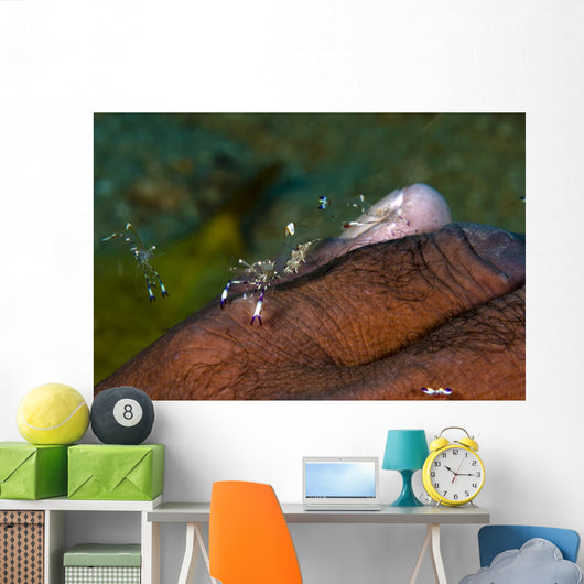 Holthus' Anemone Shrimp Cleaning Wall Decal