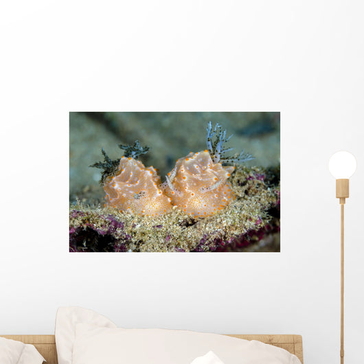 Halgerda Batangas Nudibranch New Wall Decal