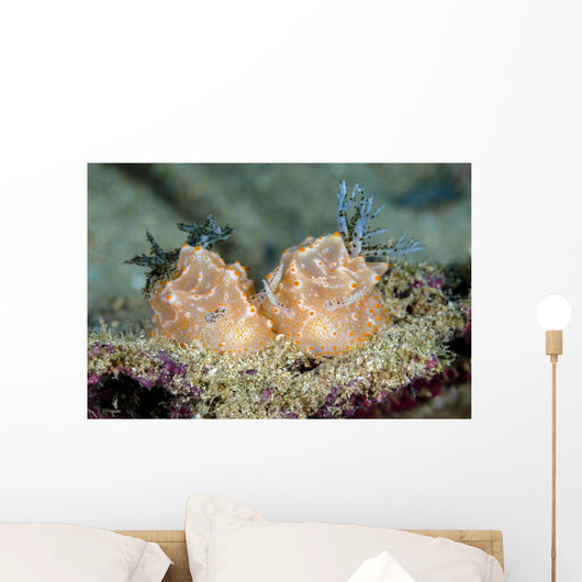 Halgerda Batangas Nudibranch New Wall Decal