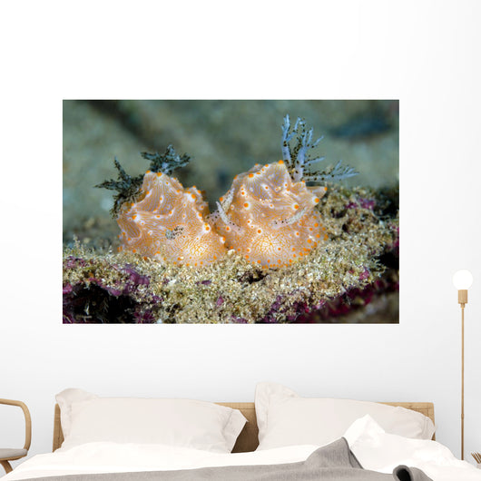 Halgerda Batangas Nudibranch New Wall Decal