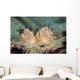 Halgerda Batangas Nudibranch New Wall Decal