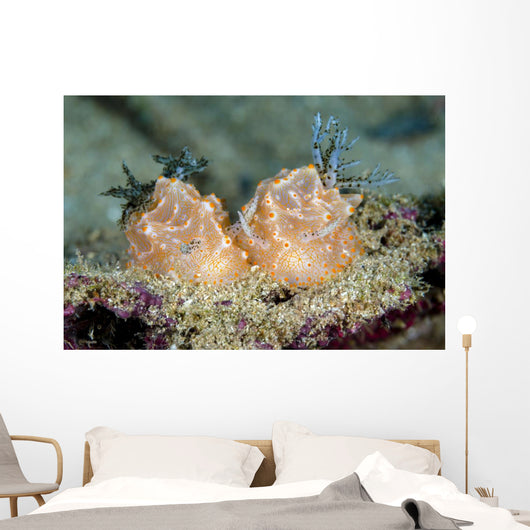 Halgerda Batangas Nudibranch New Wall Decal