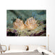 Halgerda Batangas Nudibranch New Wall Decal