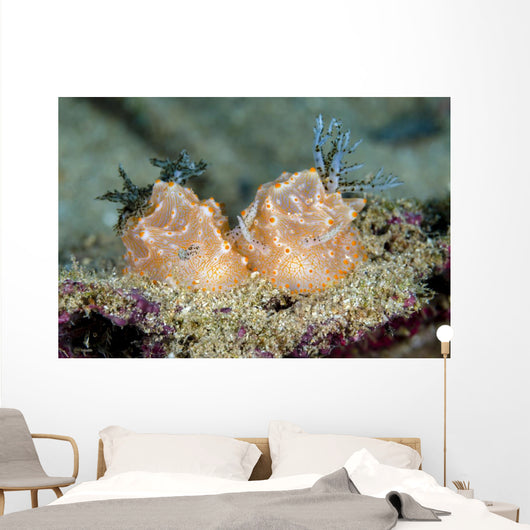 Halgerda Batangas Nudibranch New Wall Decal