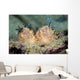 Halgerda Batangas Nudibranch New Wall Decal
