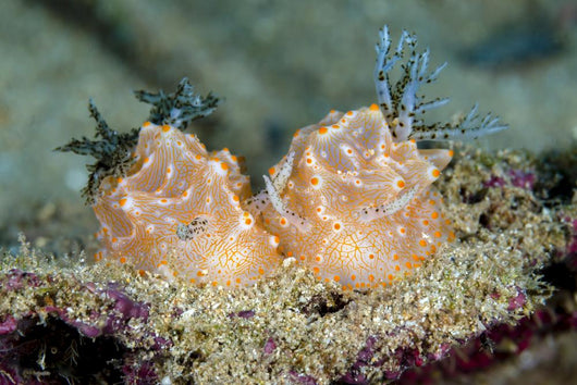 Halgerda Batangas Nudibranch New Wall Decal