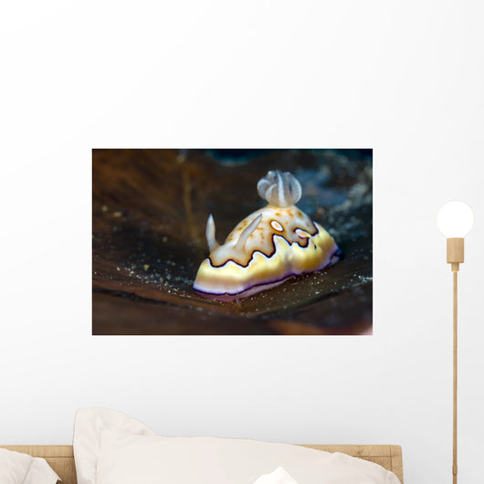 Co's Goniobranchus Nudibranch Wall Decal