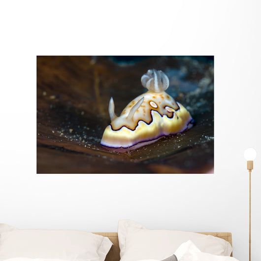 Co's Goniobranchus Nudibranch Wall Decal