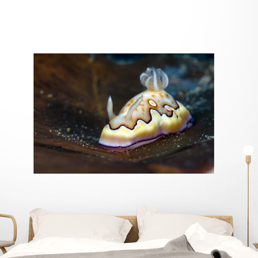 Co's Goniobranchus Nudibranch Wall Decal
