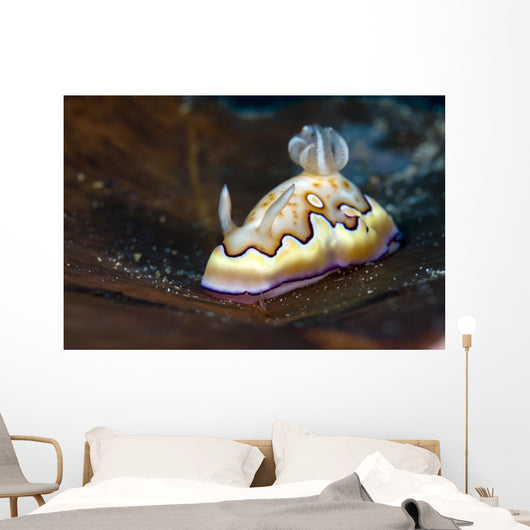 Co's Goniobranchus Nudibranch Wall Decal
