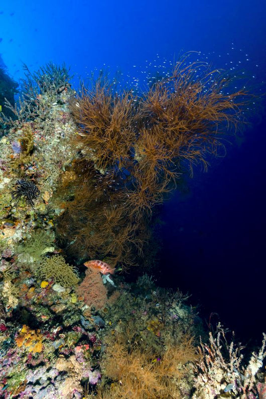 Reef Scene New Ireland Wall Decal