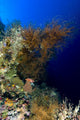 Reef Scene New Ireland Wall Decal