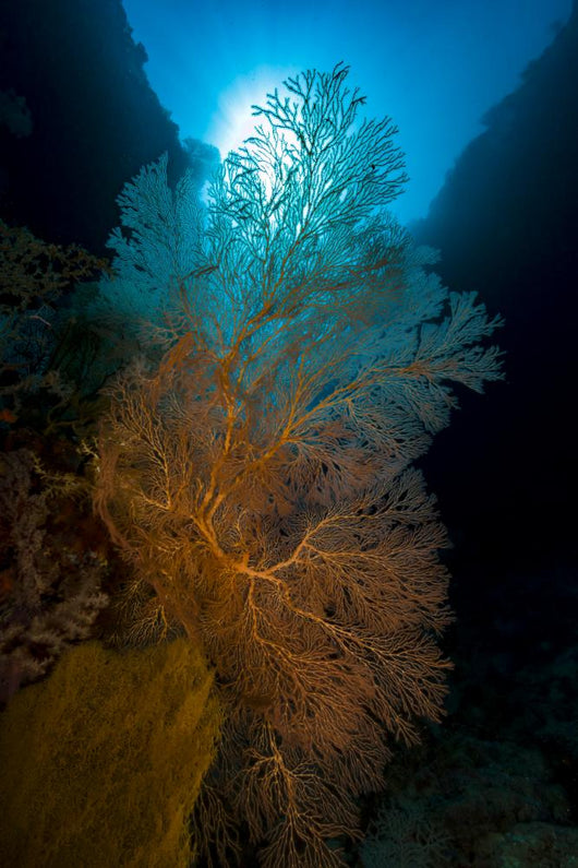 Sea Fans with Sunlight Wall Decal