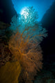 Sea Fans with Sunlight Wall Decal
