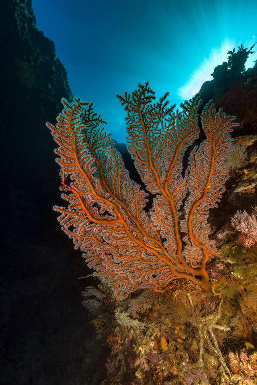 Gorgonian Sea Fan with Wall Decal
