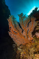 Gorgonian Sea Fan with Wall Decal