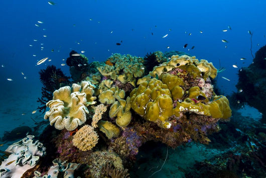 Reefscape New Ireland Papua Wall Decal