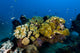 Reefscape New Ireland Papua Wall Decal