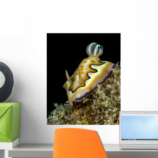 Co's Goniobranchus Nudibranch Vertical Wall Decal