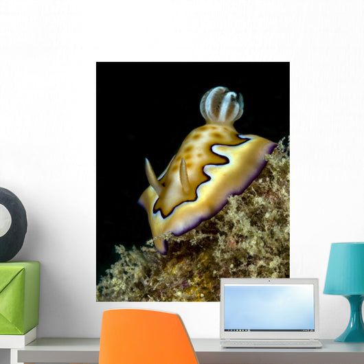 Co's Goniobranchus Nudibranch Vertical Wall Decal