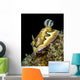 Co's Goniobranchus Nudibranch Vertical Wall Decal