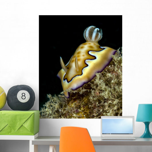 Co's Goniobranchus Nudibranch Vertical Wall Decal