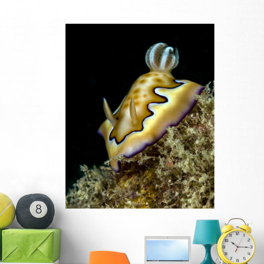 Co's Goniobranchus Nudibranch Vertical Wall Decal