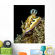 Co's Goniobranchus Nudibranch Vertical Wall Decal