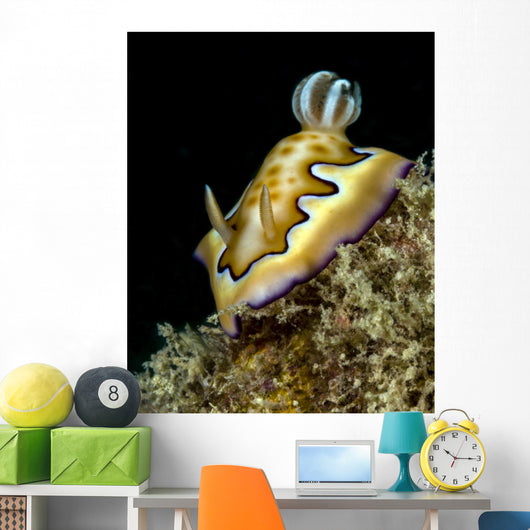 Co's Goniobranchus Nudibranch Vertical Wall Decal
