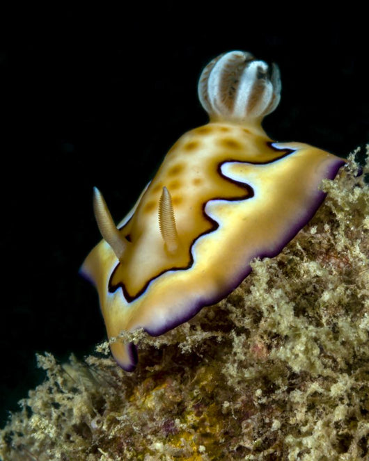 Co's Goniobranchus Nudibranch Vertical Wall Decal