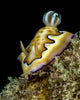 Co's Goniobranchus Nudibranch Vertical Wall Decal