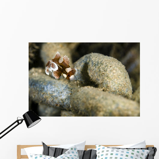 Juvenile Many-spotted Sweetlip Fish Wall Decal