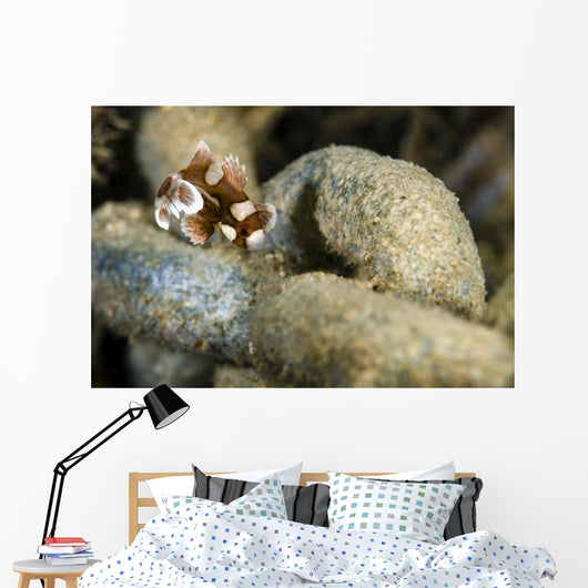 Juvenile Many-spotted Sweetlip Fish Wall Decal