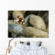Juvenile Many-spotted Sweetlip Fish Wall Decal
