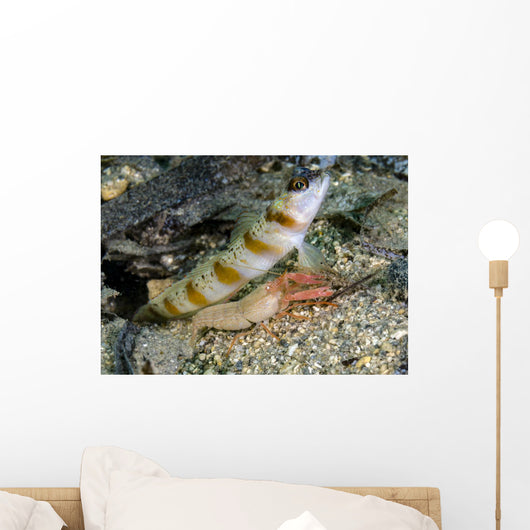 Red-margin Shrimp Goby Wtih Wall Decal