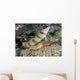 Red-margin Shrimp Goby Wtih Wall Decal