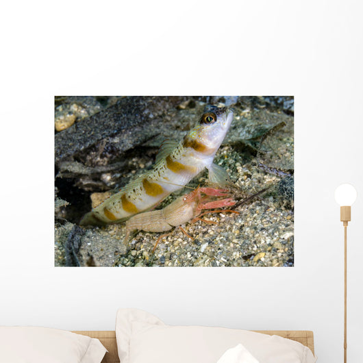 Red-margin Shrimp Goby Wtih Wall Decal