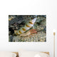 Red-margin Shrimp Goby Wtih Wall Decal