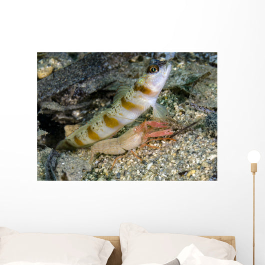 Red-margin Shrimp Goby Wtih Wall Decal