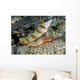 Red-margin Shrimp Goby Wtih Wall Decal