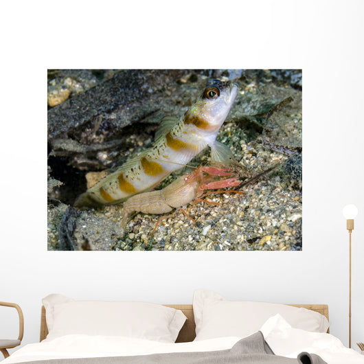 Red-margin Shrimp Goby Wtih Wall Decal
